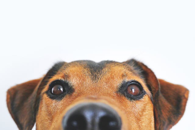 close up of the top of a dog's head